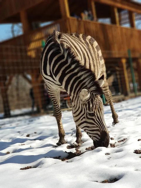 Rolf Knie - Zebra