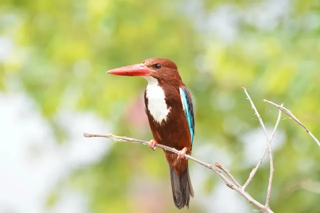 Peter K. Endres - Königsvogel